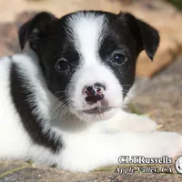 Harvest (Octoberfest Theme), a male Jack Russell Terrier for sale in Apple Valley, CA – Photo 1 of 5