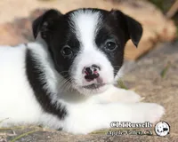 Harvest (Octoberfest Theme), a male Jack Russell Terrier for sale in Apple Valley, CA – Photo 1 of 5