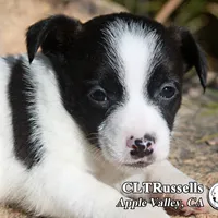 Harvest (Octoberfest Theme), a male Jack Russell Terrier for sale in Apple Valley, CA – Photo 2 of 5