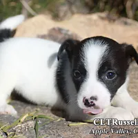 Harvest (Octoberfest Theme), a male Jack Russell Terrier for sale in Apple Valley, CA – Photo 5 of 5