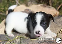 Harvest (Octoberfest Theme), a male Jack Russell Terrier for sale in Apple Valley, CA – Photo 5 of 5