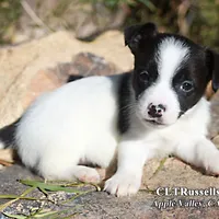 Harvest (Octoberfest Theme), a male Jack Russell Terrier for sale in Apple Valley, CA – Photo 4 of 5