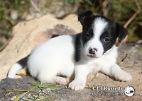 Harvest (Octoberfest Theme), a male Jack Russell Terrier for sale in Apple Valley, CA – Photo 4 of 5