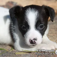 Harvest (Octoberfest Theme), a male Jack Russell Terrier for sale in Apple Valley, CA – Photo 3 of 5