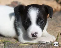 Harvest (Octoberfest Theme), a male Jack Russell Terrier for sale in Apple Valley, CA – Photo 3 of 5