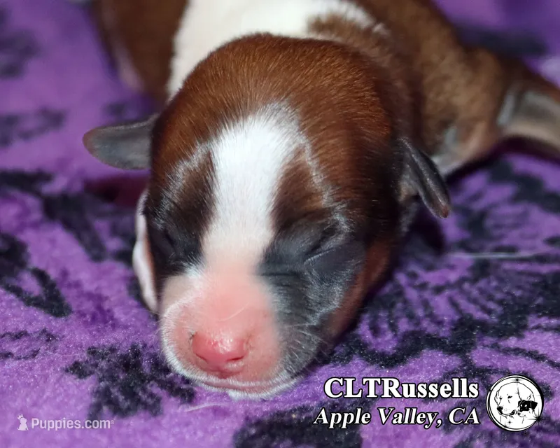 Denver - Smooth Coat – Jack Russell Terrier puppy for sale in Apple Valley, CA
