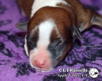 Denver - Smooth Coat, a male Jack Russell Terrier for sale in Apple Valley, CA – 1 of 3