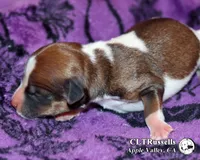 Denver - Smooth Coat, a male Jack Russell Terrier for sale in Apple Valley, CA – 2 of 3
