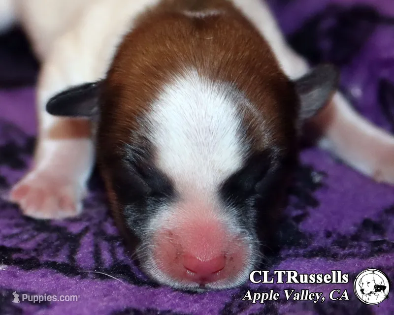 Dodge - Smooth Coat – Jack Russell Terrier puppy for sale in Apple Valley, CA