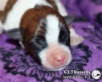 Dallas - Smooth Coat, a male Jack Russell Terrier for sale in Apple Valley, CA – 1 of 3
