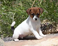 Ann Marie SMOOTH Female, a female Jack Russell Terrier for sale in Apple Valley, CA – Photo 2 of 8
