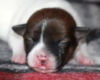 Ann Marie SMOOTH Female, a female Jack Russell Terrier for sale in Apple Valley, CA – Photo 5 of 8