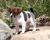 Ann Marie SMOOTH Female, a female Jack Russell Terrier for sale in Apple Valley, CA – Photo 3 of 8