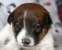 Ann Marie SMOOTH Female, a female Jack Russell Terrier for sale in Apple Valley, CA – Photo 8 of 8