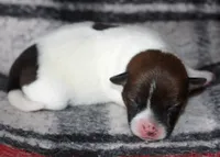 Ann Marie SMOOTH Female, a female Jack Russell Terrier for sale in Apple Valley, CA – Photo 6 of 8