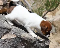 Ann Marie SMOOTH Female, a female Jack Russell Terrier for sale in Apple Valley, CA – Photo 4 of 8