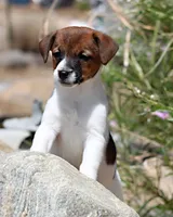 Ann Marie SMOOTH Female, a female Jack Russell Terrier for sale in Apple Valley, CA – Photo 1 of 8