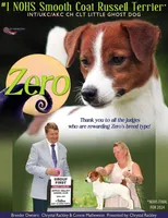 Ann Marie SMOOTH Female, a female Jack Russell Terrier for sale in Apple Valley, CA – Photo 7 of 8