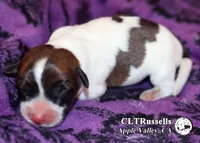 Domino - Smooth Coat, a male Jack Russell Terrier for sale in Apple Valley, CA – 3 of 3