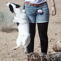 Big Ben (Shorty), a male Jack Russell Terrier for sale in Apple Valley, CA – Photo 3 of 8