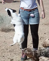 Big Ben (Shorty), a male Jack Russell Terrier for sale in Apple Valley, CA – Photo 3 of 8