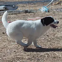 Big Ben (Shorty), a male Jack Russell Terrier for sale in Apple Valley, CA – Photo 1 of 8