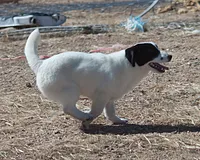 Big Ben (Shorty), a male Jack Russell Terrier for sale in Apple Valley, CA – Photo 1 of 8