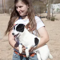 Big Ben (Shorty), a male Jack Russell Terrier for sale in Apple Valley, CA – Photo 4 of 8