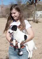 Big Ben (Shorty), a male Jack Russell Terrier for sale in Apple Valley, CA – Photo 4 of 8