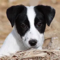 Big Ben (Shorty), a male Jack Russell Terrier for sale in Apple Valley, CA – Photo 5 of 8