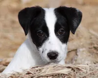 Big Ben (Shorty), a male Jack Russell Terrier for sale in Apple Valley, CA – Photo 5 of 8