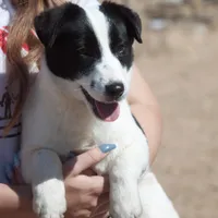 Big Ben (Shorty), a male Jack Russell Terrier for sale in Apple Valley, CA – Photo 2 of 8