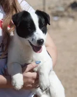 Big Ben (Shorty), a male Jack Russell Terrier for sale in Apple Valley, CA – Photo 2 of 8