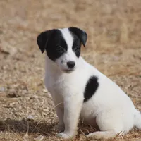 Big Ben (Shorty), a male Jack Russell Terrier for sale in Apple Valley, CA – Photo 7 of 8
