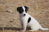 Big Ben (Shorty), a male Jack Russell Terrier for sale in Apple Valley, CA – Photo 7 of 8