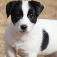 Big Ben (Shorty), a male Jack Russell Terrier for sale in Apple Valley, CA – Photo 6 of 8
