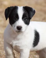 Big Ben (Shorty), a male Jack Russell Terrier for sale in Apple Valley, CA – Photo 6 of 8