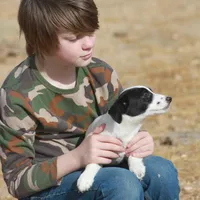 Big Ben (Shorty), a male Jack Russell Terrier for sale in Apple Valley, CA – Photo 8 of 8