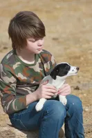 Big Ben (Shorty), a male Jack Russell Terrier for sale in Apple Valley, CA – Photo 8 of 8