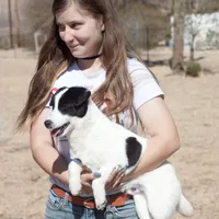 Ben Smooth Coat, a male Jack Russell Terrier for sale in Apple Valley, CA – Photo 2 of 4