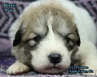 AKC Champion bloodline, a male Great Pyrenees for sale in Apple Valley, CA – 6 of 8