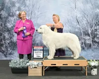 AKC Champion bloodline, a male Great Pyrenees for sale in Apple Valley, CA – 4 of 8