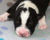 Mason - Male, a male Australian Shepherd for sale in Apple Valley, CA – Photo 2 of 8