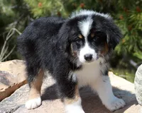 Mason - Male, a male Australian Shepherd for sale in Apple Valley, CA – Photo 5 of 8
