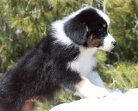 Mason - Male, a male Australian Shepherd for sale in Apple Valley, CA – Photo 6 of 8