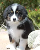 Mason - Male, a male Australian Shepherd for sale in Apple Valley, CA – Photo 8 of 8