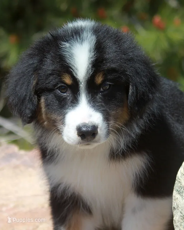 Mason - Male, a male Australian Shepherd for sale in Apple Valley, CA – Photo 1 of 8
