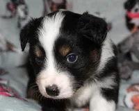 Mason - Male, a male Australian Shepherd for sale in Apple Valley, CA – Photo 3 of 8