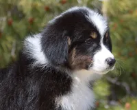 Mason - Male, a male Australian Shepherd for sale in Apple Valley, CA – Photo 7 of 8