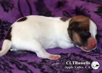 Dodge - Smooth Coat, a male Jack Russell Terrier for sale in Apple Valley, CA – 2 of 2